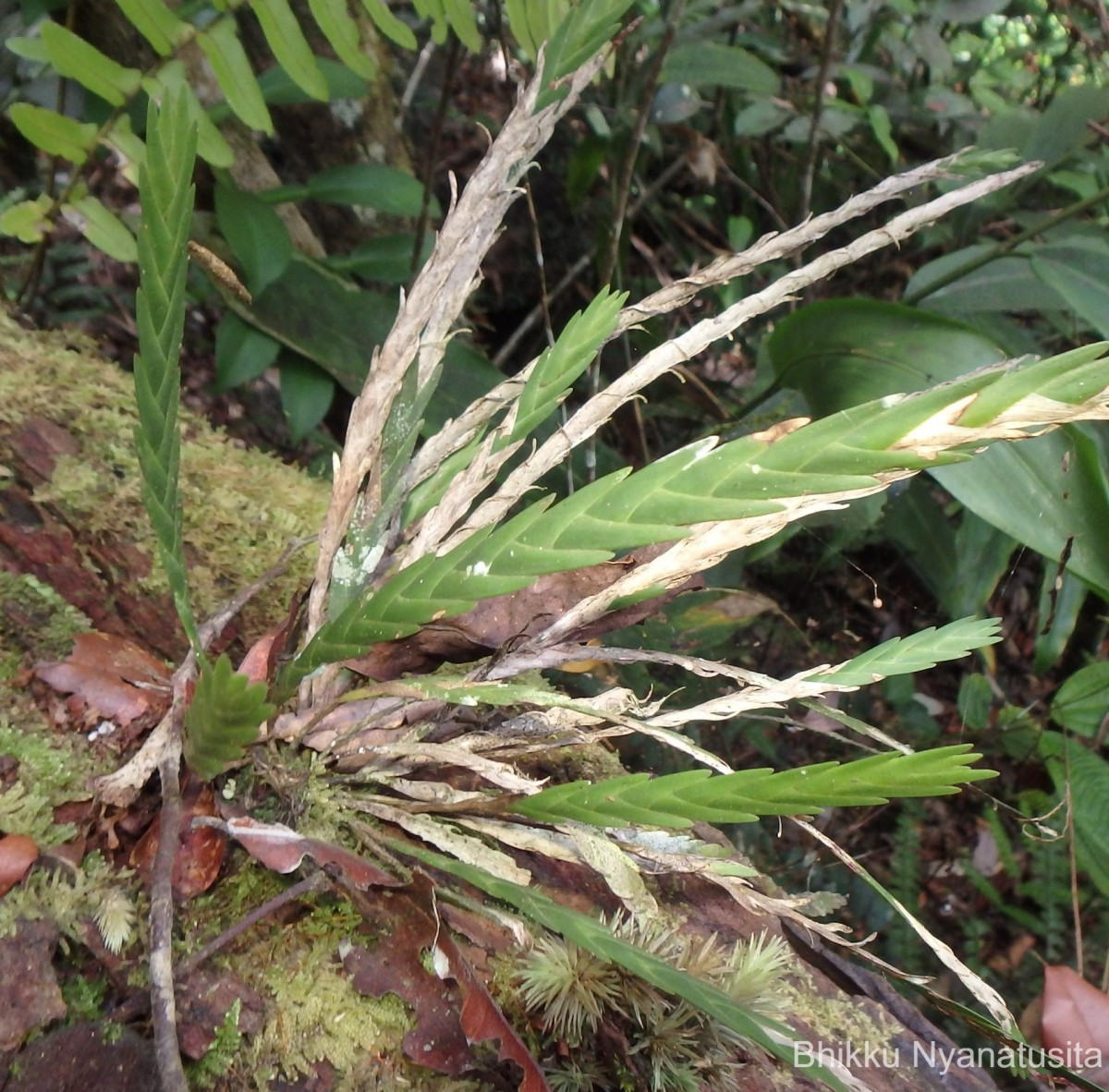 Podochilus malabaricus Wight